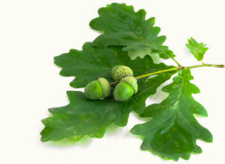 Oak leaves and acorns