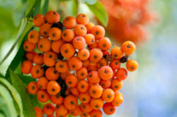 Mountain Ash berries