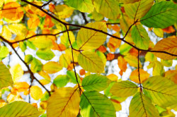 Beech leaves
