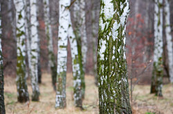 Silver Birch